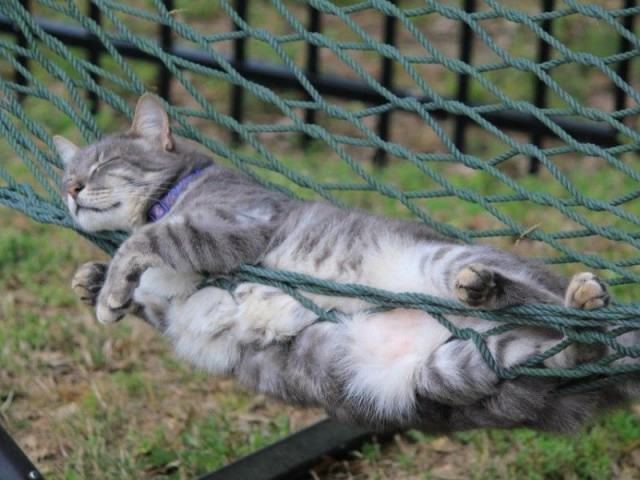 Коты и Кошки