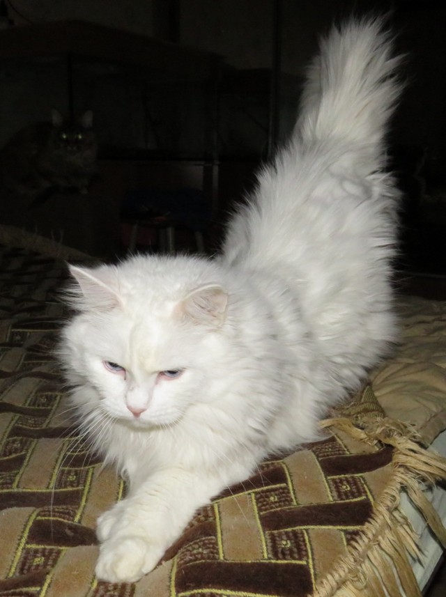 Котовторник 30.05.2017