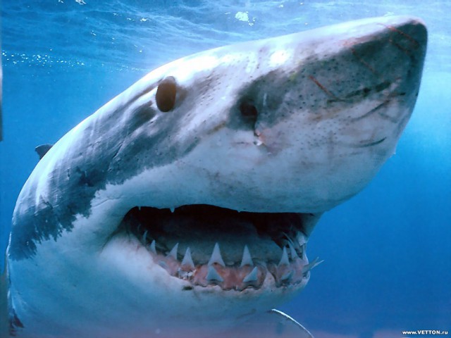 Зачем акула выплевывает свой желудок?