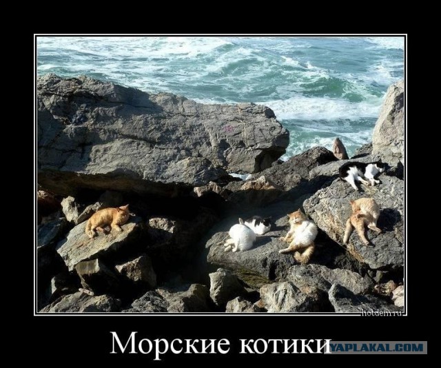 134 картинки для поднятия настроения!