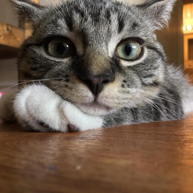 Коты и Кошки