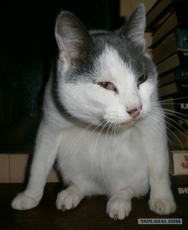 Котовторник 9.01.2018