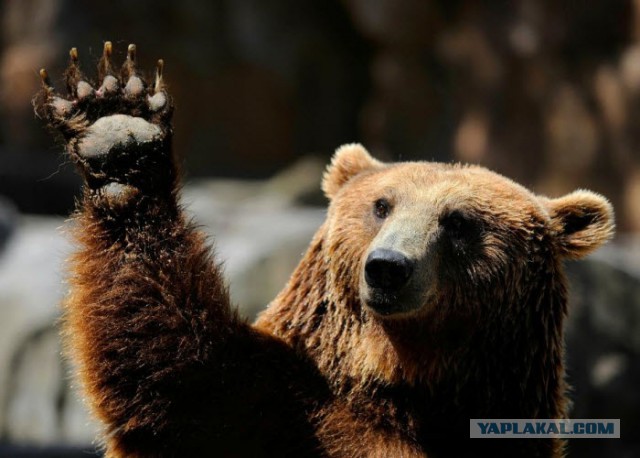 Медведь сломал забор на границе Латвии, пытаясь уйти в Россию
