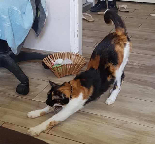 Котовторник 19.06.2018