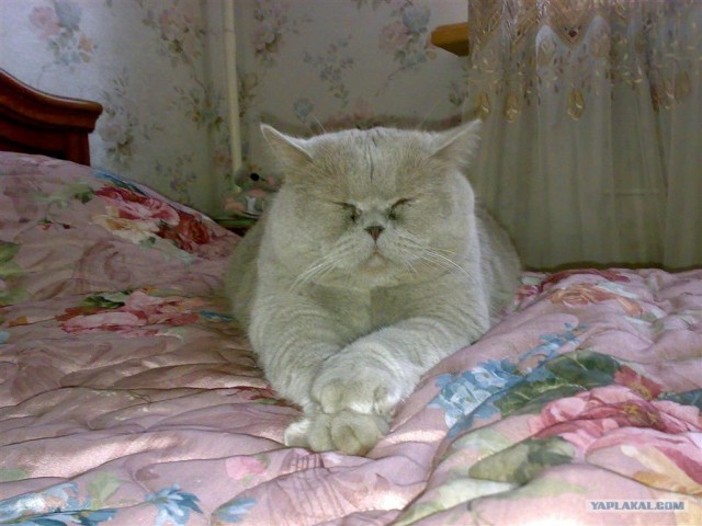 Котовторник на ЯПлакалъ 08.07.2008