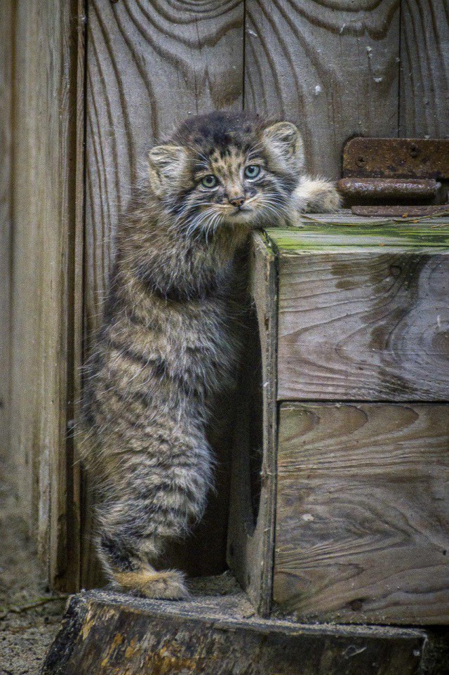 В новосибирском зоопарке котята манула впервые вышли на прогулку