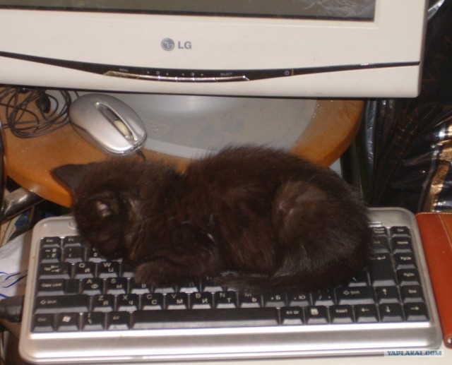 Котовторник в "КотоГетто"