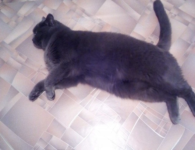 Котовторник (20.11.18)