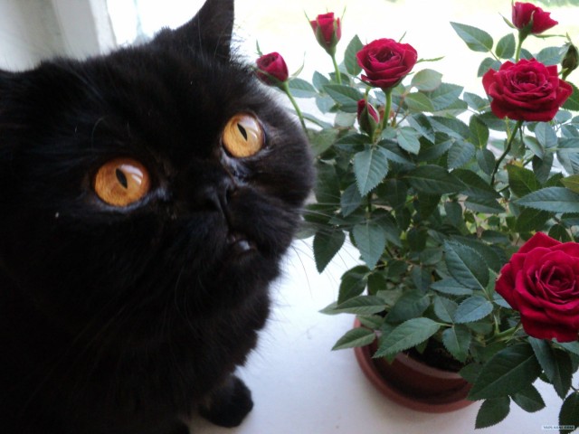 Котовторник 1.11.11