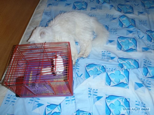 Котовторник!