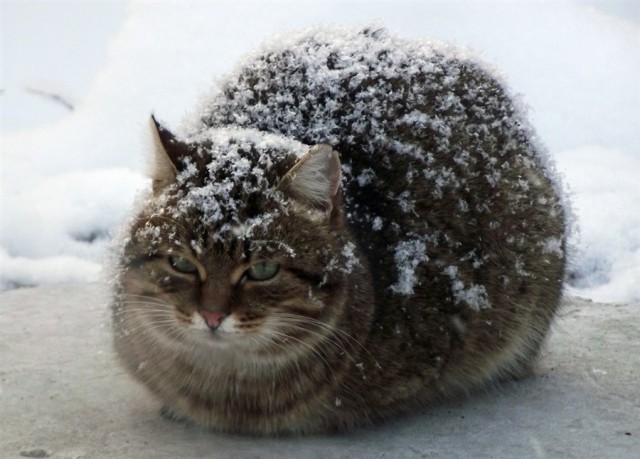 Прикольных котов пост