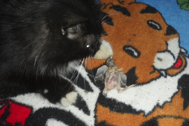 Котовторник (15.05.2012)
