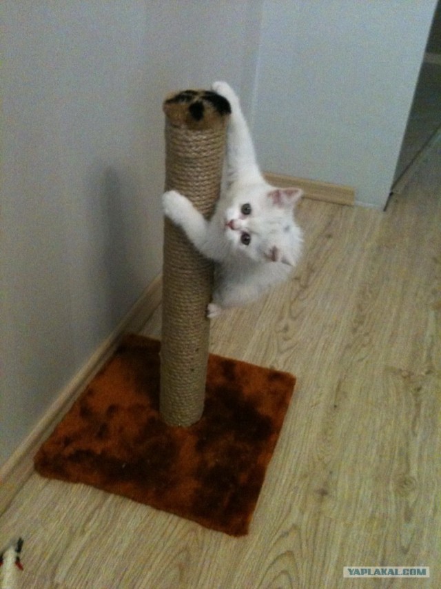 Котовторник   5.06.2012