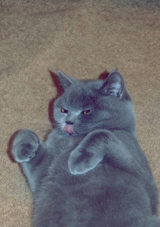 Котовторник  17.07.2012