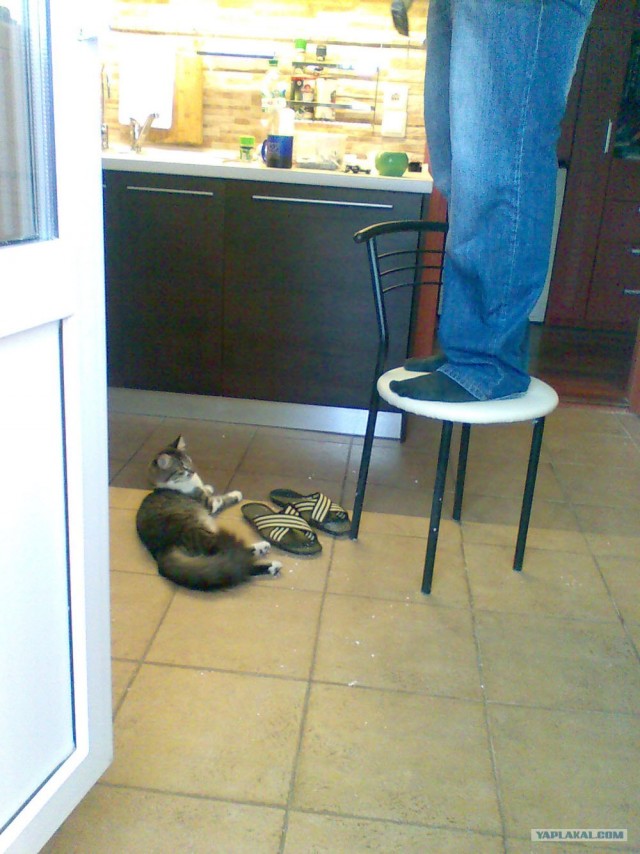Котонянька и котовторник