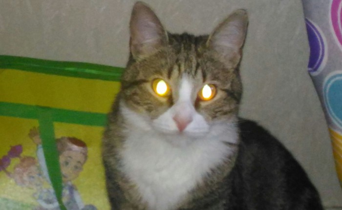 05.03.19 Котовторник же
