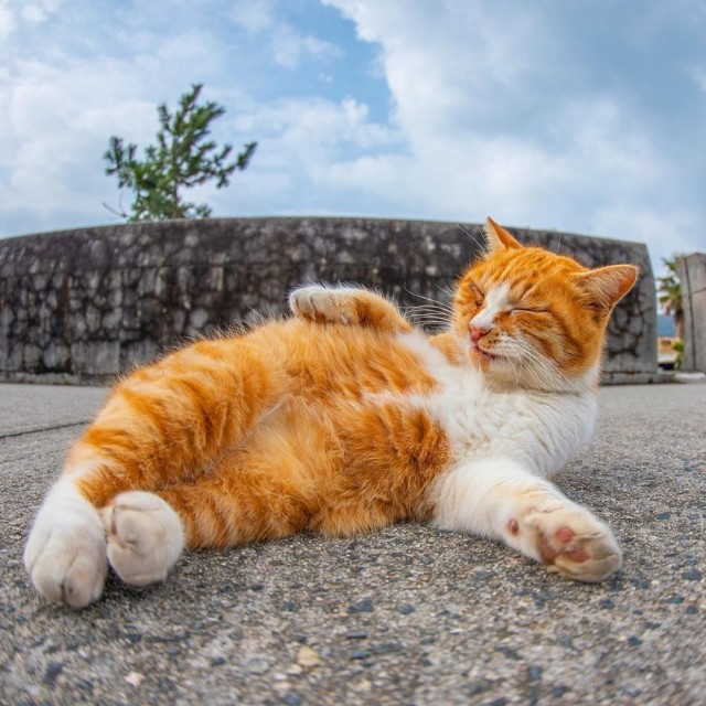 Котовторник однако
