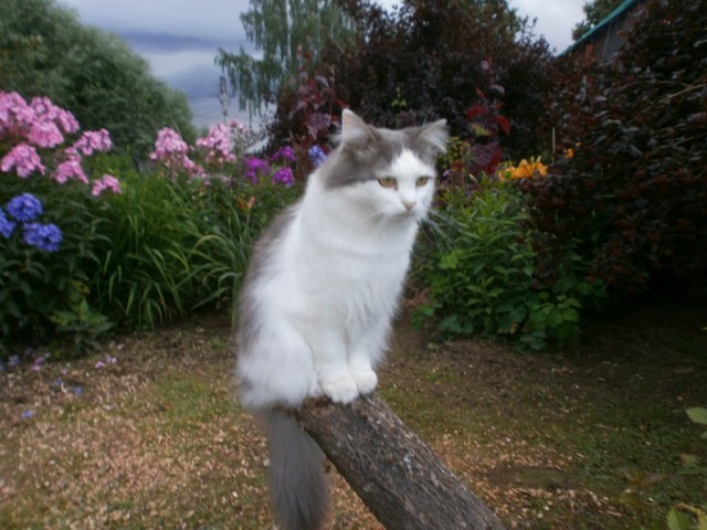 Котовторник 23.07.2019.