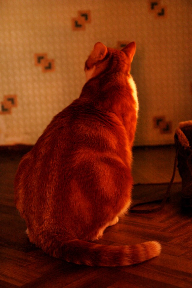Кот-некромант, полная версия