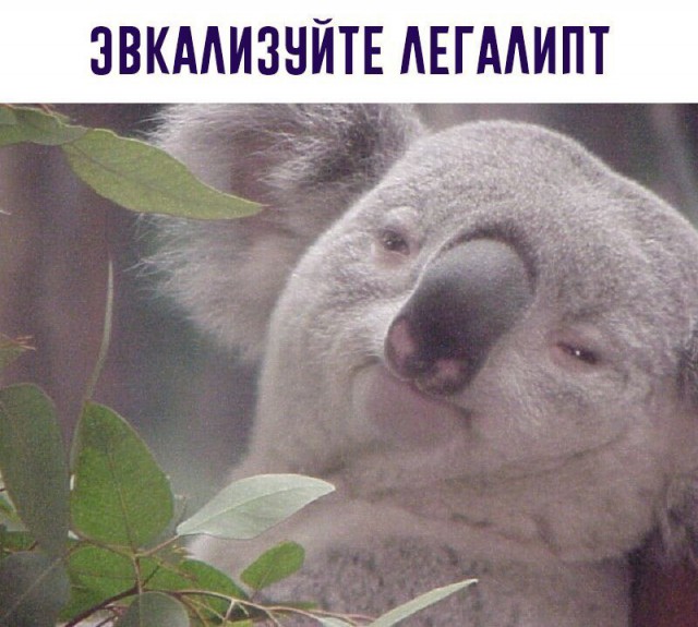 Белиссиммо