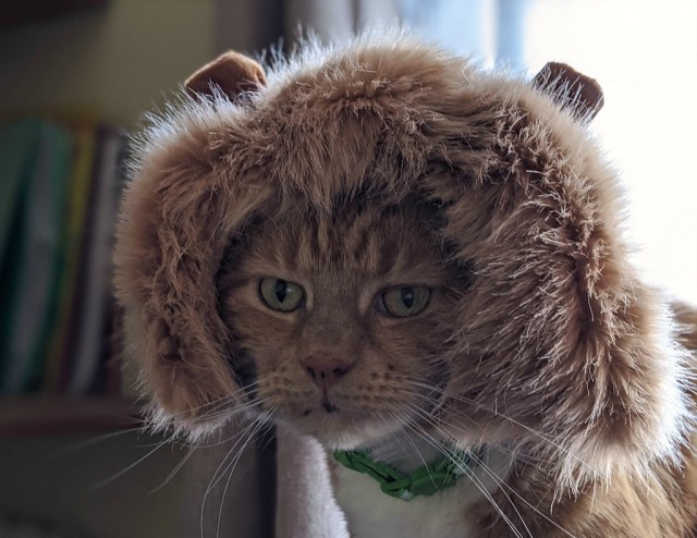 Коты из сети