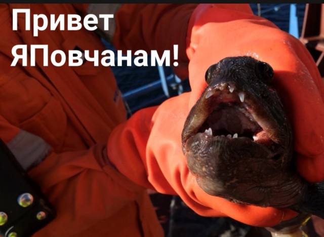 Кальмары точно имеют земное происхождение?