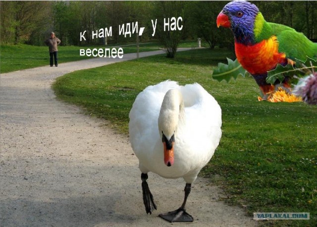 Фотожаба: Я от дедушки ушел, я от бабушки ушел