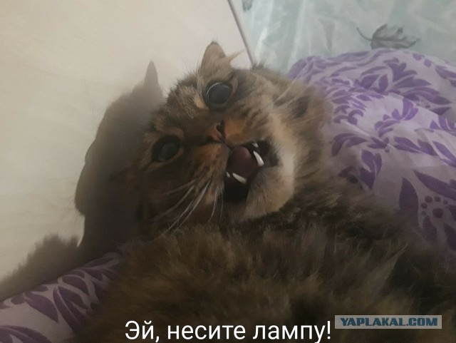 Международный день домашних животных