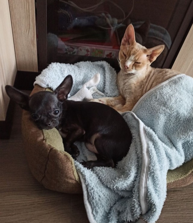 Моя красотка