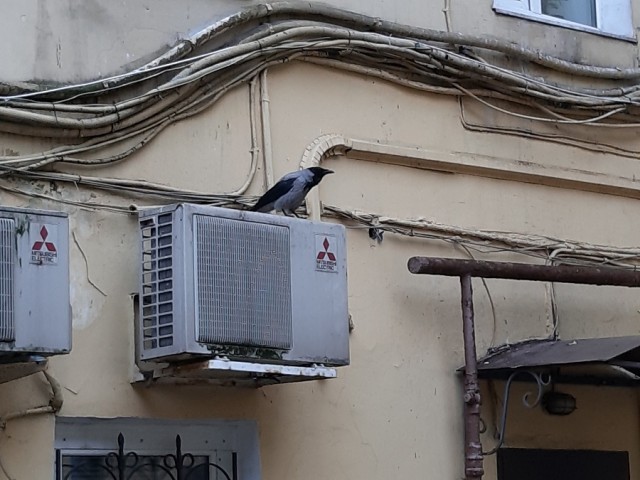 Кошкин Домик