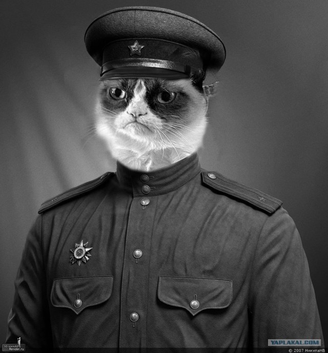 Грустный обиженный котёнок