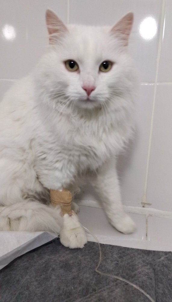 Даешь котовторник!