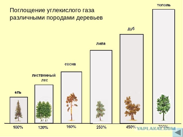 Дерево-спаситель. Зачем его истребляют в наших городах?