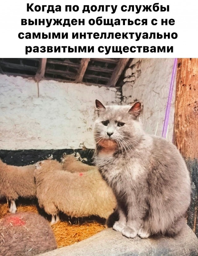 Крестный котец