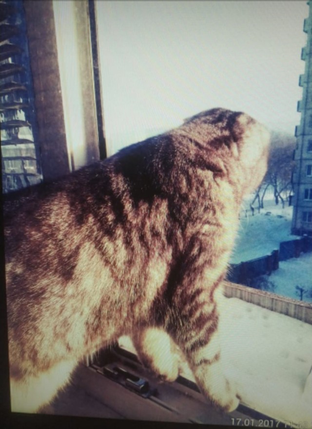 Хоба! Котовторник!