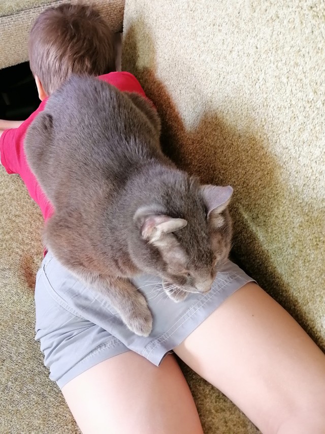 Мои личные котейки к котовторнику!
