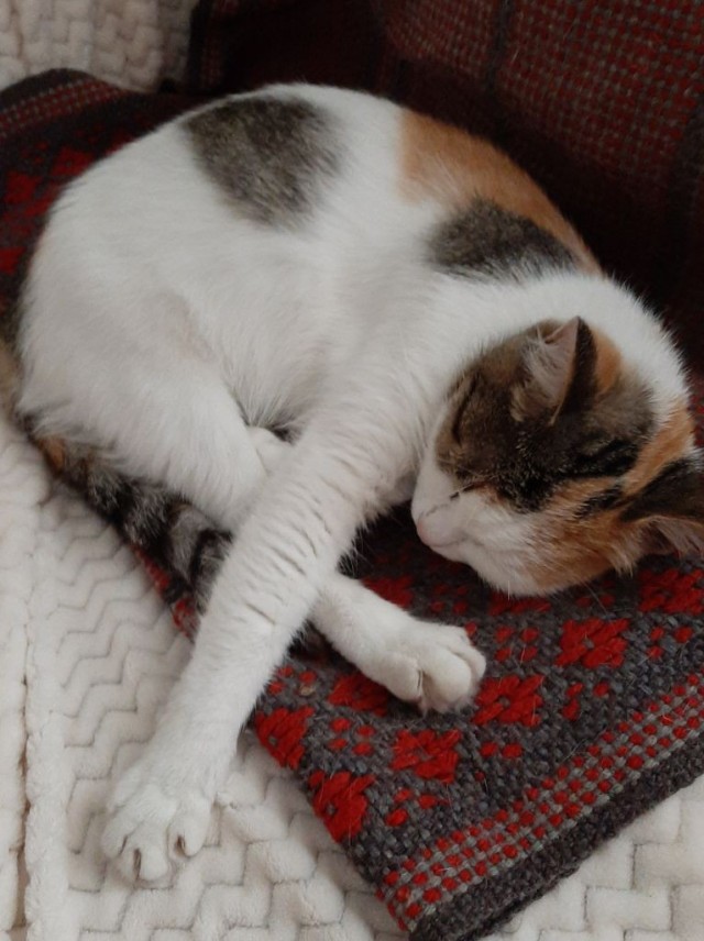 Мой самый первый КОТовторник!