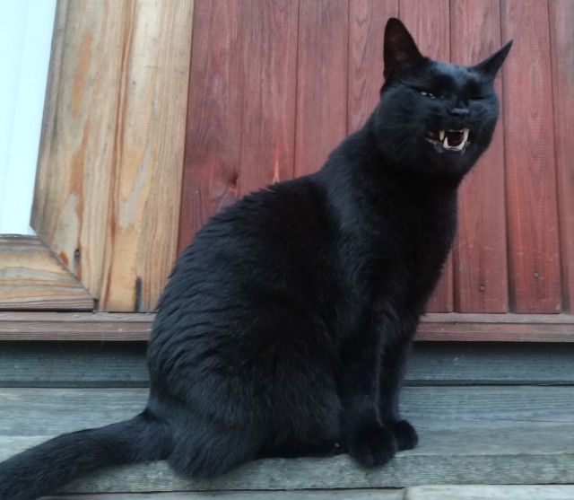 Мой самый первый КОТовторник!