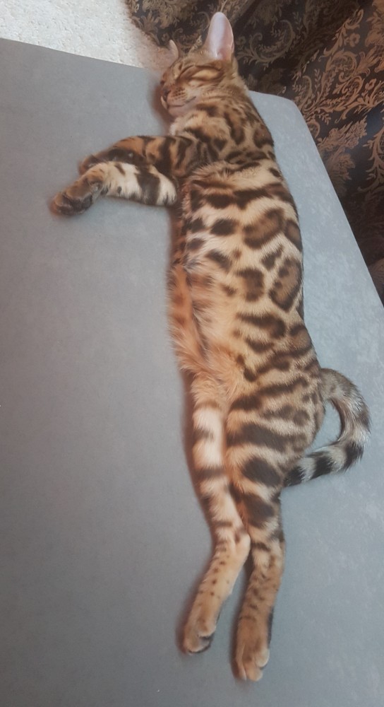 Котовторник 11.01.22