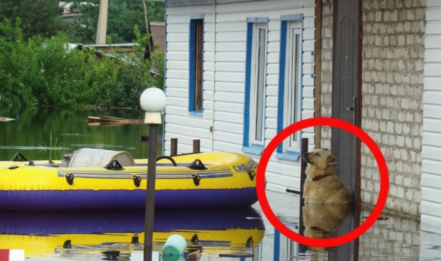 Умер самый известный амурский пёс - Дружок.