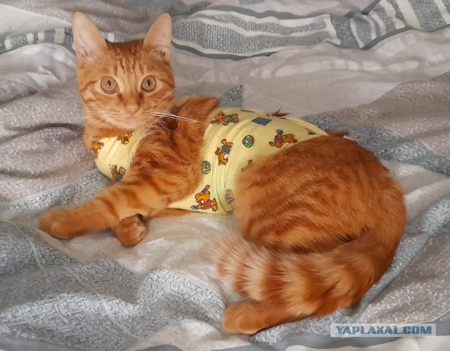 Жизнь кота Барсика из деревни