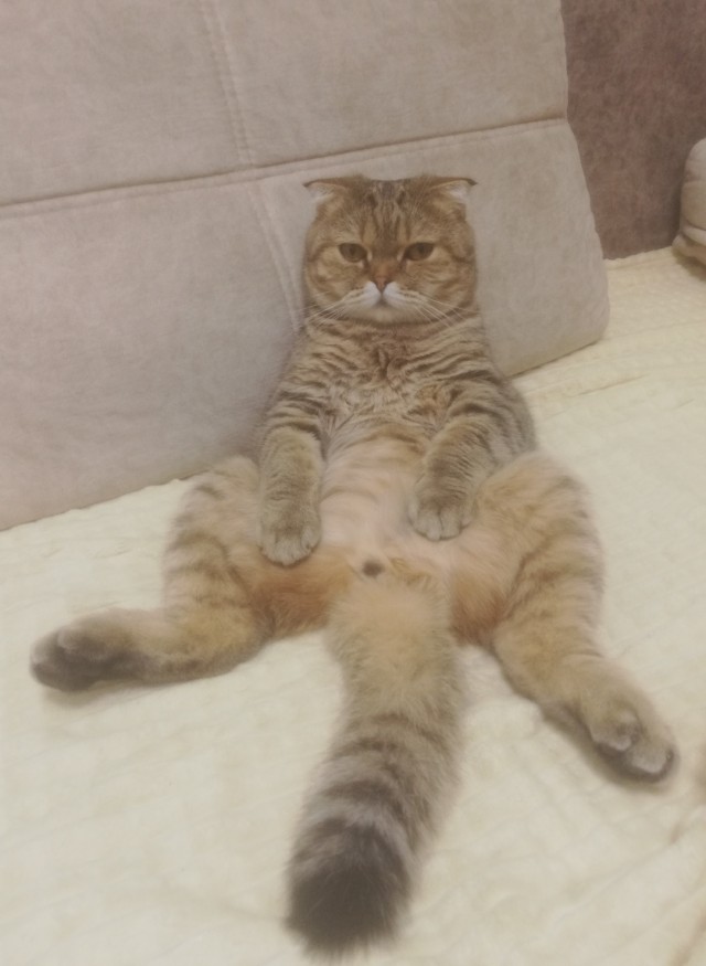 Ну, поехали в котоввторник!