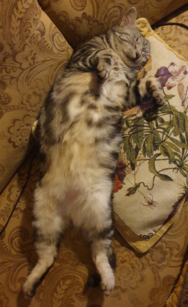 А ваши котейки че счас делают?