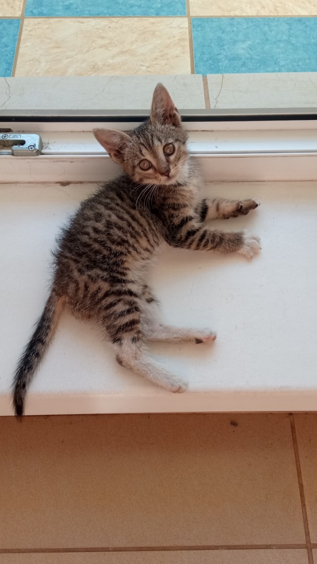 И снова день кошачий!