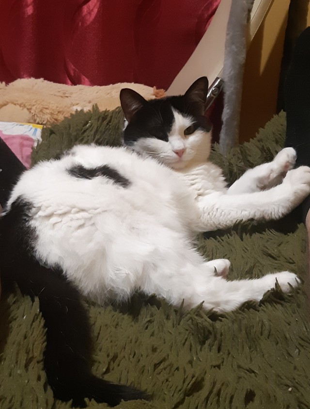 Котовторник 07.06.2022