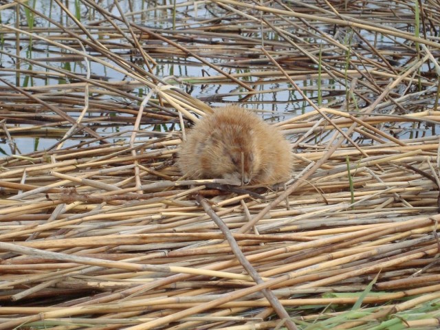 Открытая вода