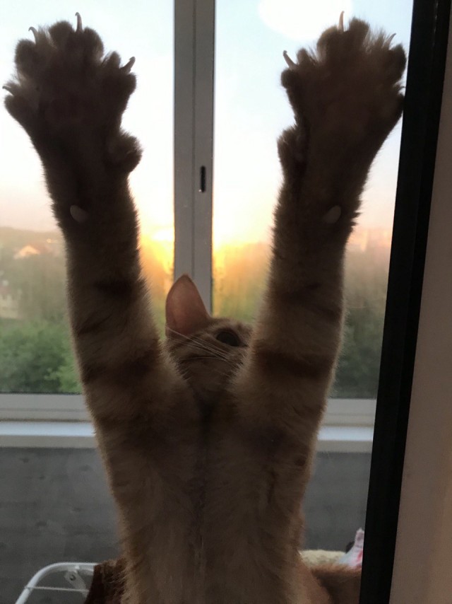 К котофторнику