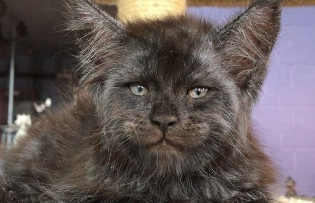 Белочка пришла