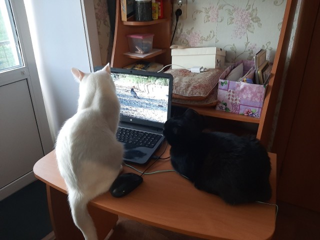 Котовторник 18.10.22