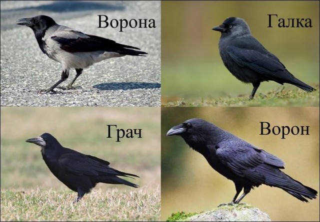 Интересное про ворОн и вОронов